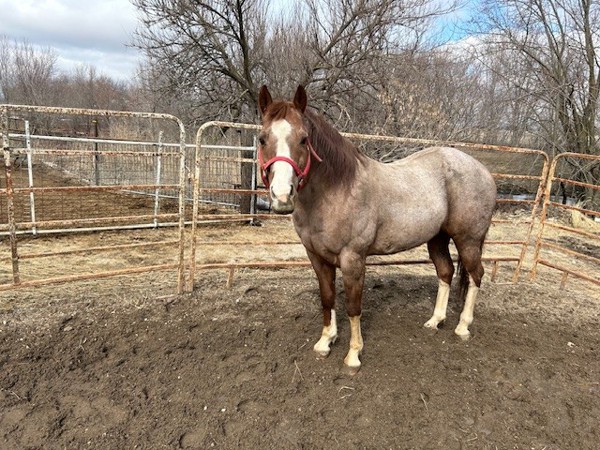 SALE - Exchange Ad 170791, Worth (County)