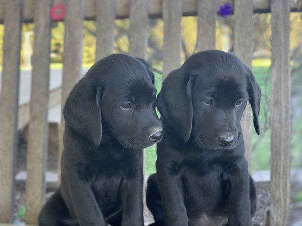 SALE - Exchange Ad 140737, Iowa (County)