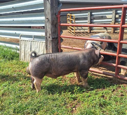 SALE - Exchange Ad 167674, Jones (County)