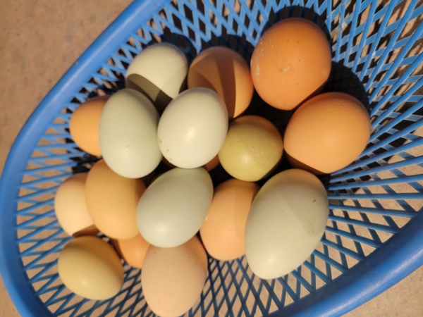 SALE - Exchange Ad 167556, Bremer (County)